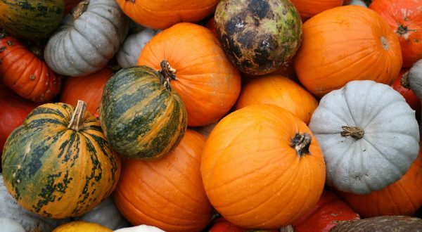 Zucca: l’ortaggio del mese di ottobre, proprietà e ricette gustose