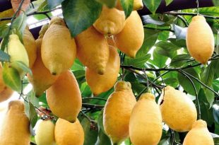 Lumia: che cos’è? Frutto del genere citrus a metà tra limone e cedro