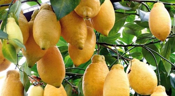Lumia: che cos’è? Frutto del genere citrus a metà tra limone e cedro