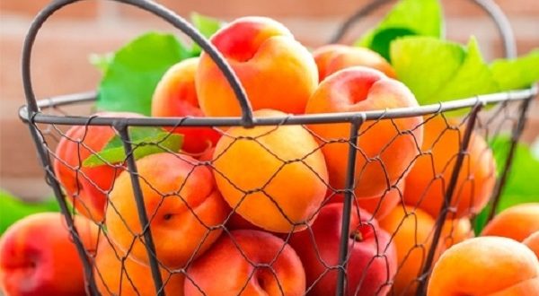 Albicocche, frutti estivi: fate il pieno contro la ritenzione idrica