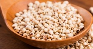 Sorgo cereale antico con meno calorie del riso: proprietà e benefici