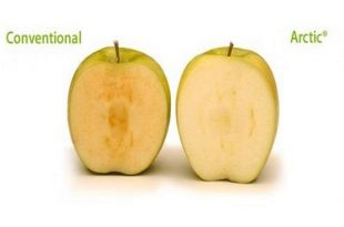 Novità Arctic Apple, la mela OGM invade il mercato americano