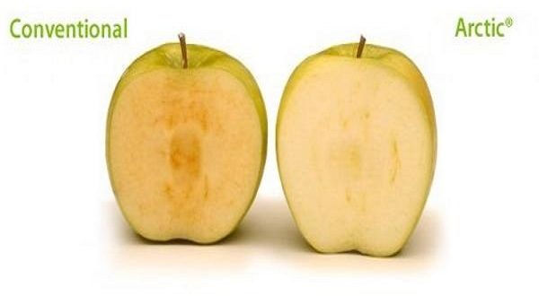 Novità Arctic Apple, la mela OGM invade il mercato americano