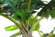banane rischio estinzione fungo killer Sigatoka
