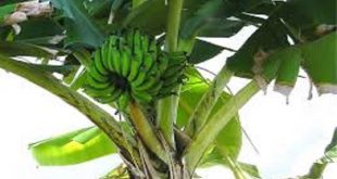 banane rischio estinzione fungo killer Sigatoka