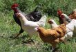 allevamento-a-terra-polli-galline